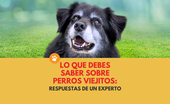 Lo que debes saber sobre perros viejitosRespuestas de un experto