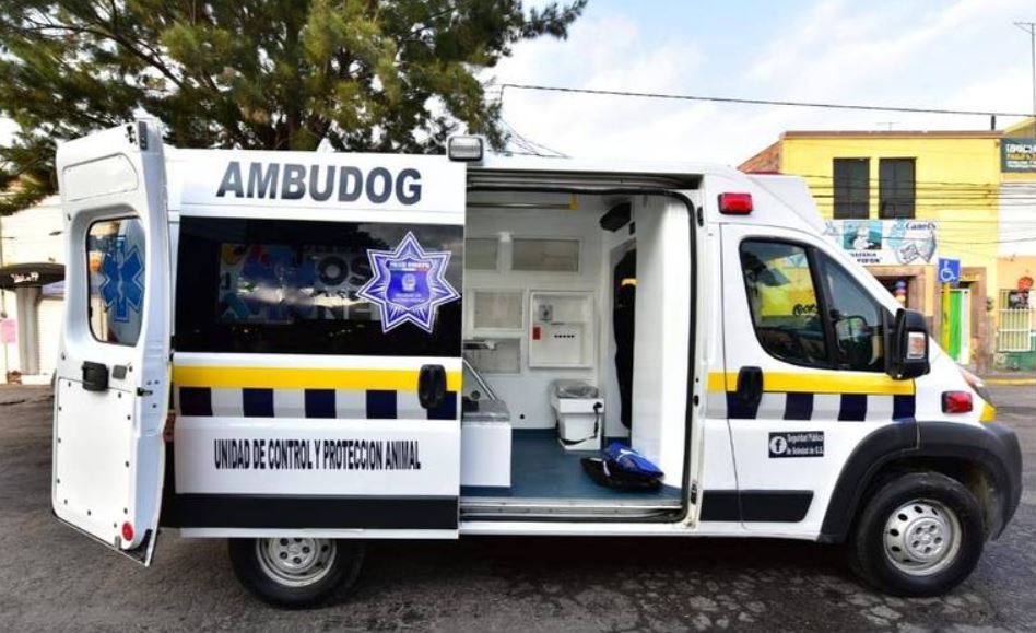 ambudog, la primera ambulacia para perros callejeros