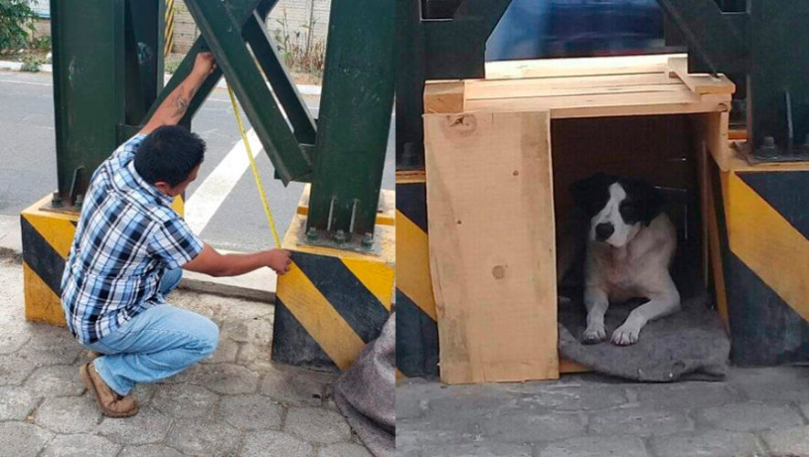 Julio hernandez construye una casa a un perro sin hogar