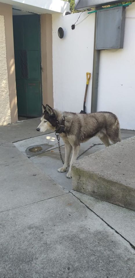El Albergue Municipal de Mascotas de Mixco, decomisan a perros que se encontraban amarrados en mixco