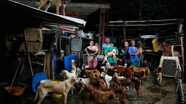 las mascotas están pasando hambre en Venezuela