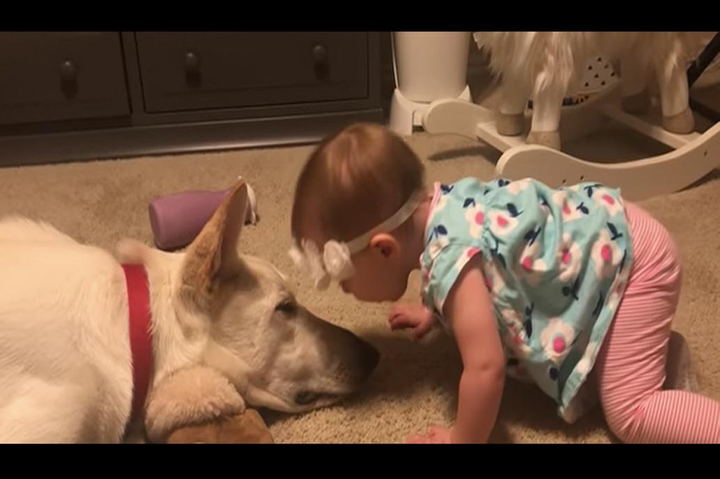 tierna reacción de una beba y un perrito