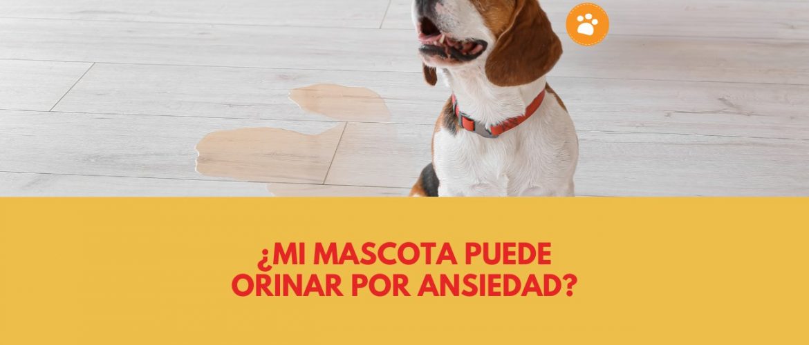 ¿Mi mascota puede orinar por ansiedad