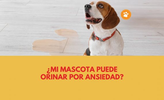 ¿Mi mascota puede orinar por ansiedad