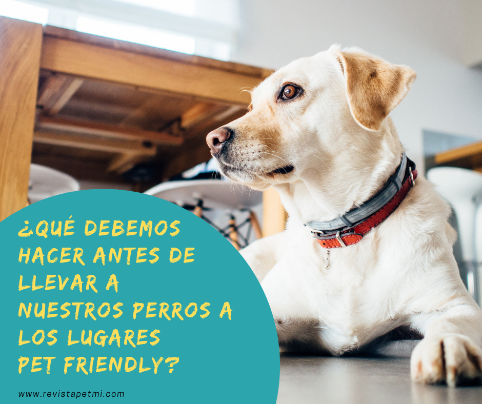 ¿Qué debemos hacer antes de llevar nuestros perros a un lugares Pet Friendly en Guatemala