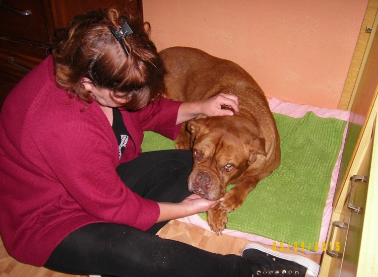 perrita enterrada viva