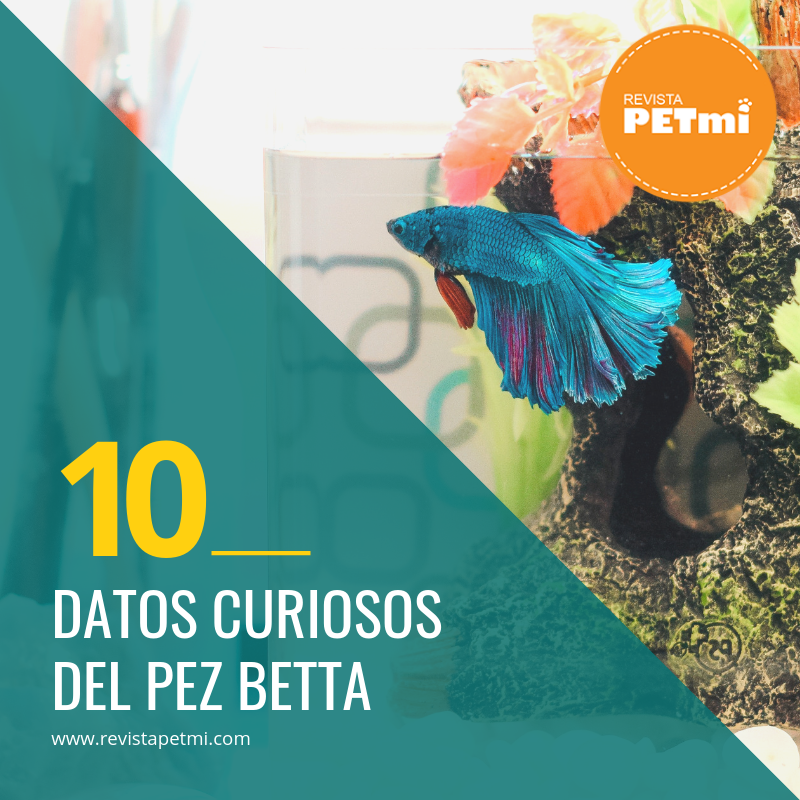 10 Datos curiosos del pez betta