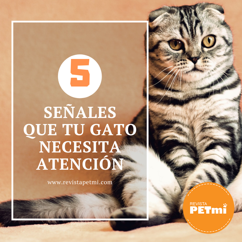 5 señales que tu gato necesita atención (2)