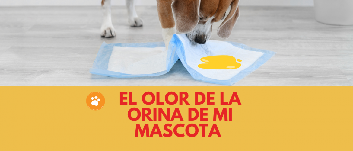 El olor de la orina de mi mascota
