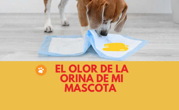 El olor de la orina de mi mascota