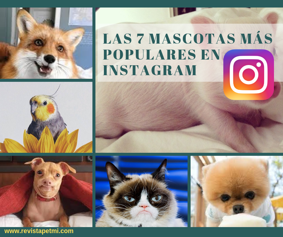las mascotas más populares en Instagram 2019