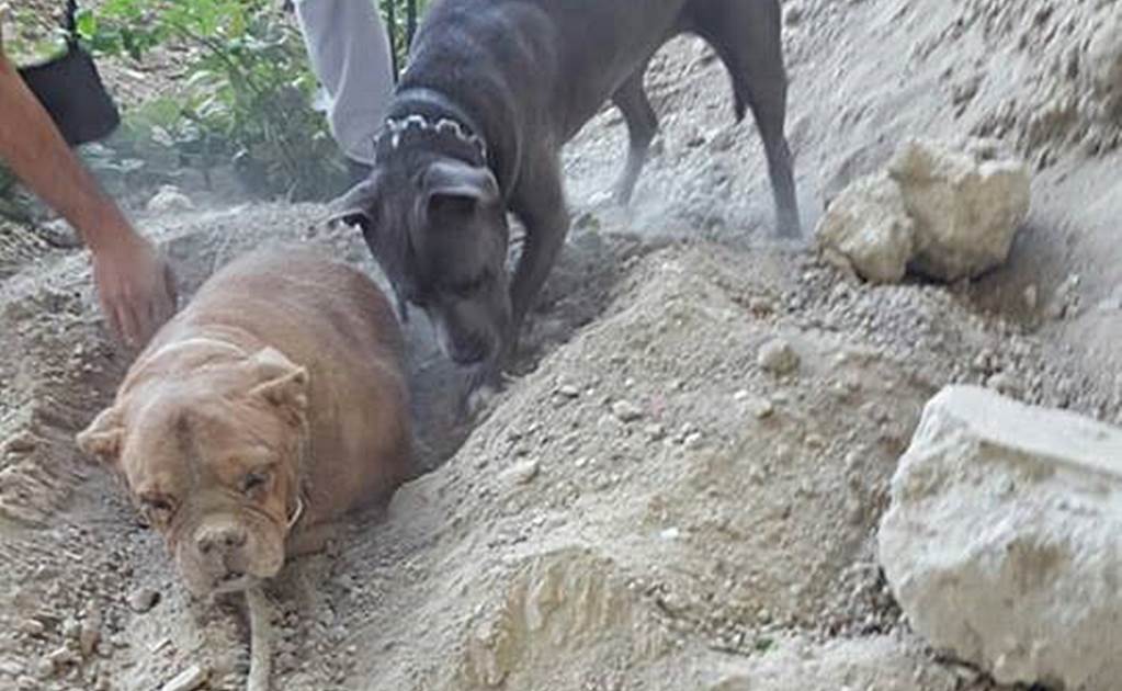 Rescatan perrita que fue enterrada viva en Francia