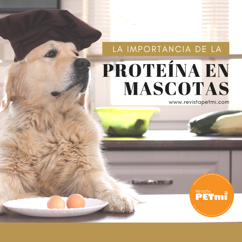 La importancia de la proteína en mascotas (1)