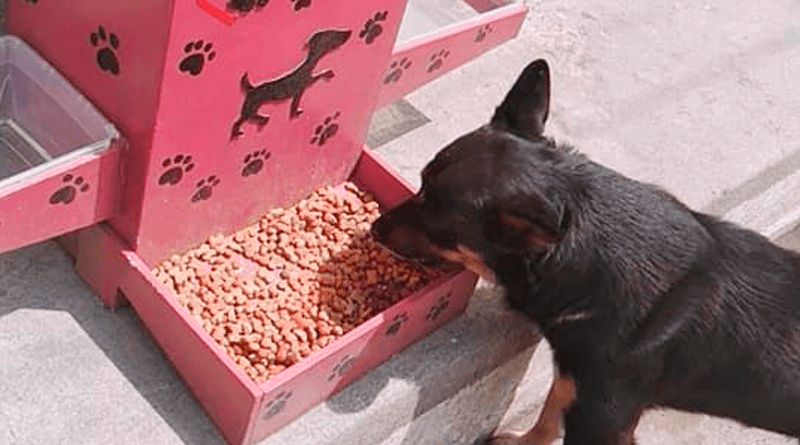 construirán comederos para perros callejeros en san miguel dueñas
