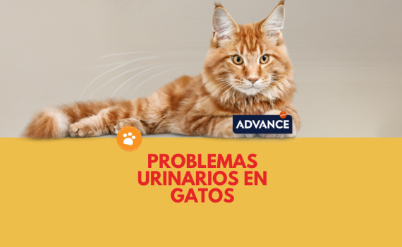 problemas urinarios en Gatos