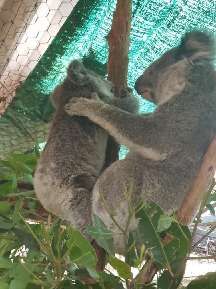 perros rescatistas salvan a koalas en Australia