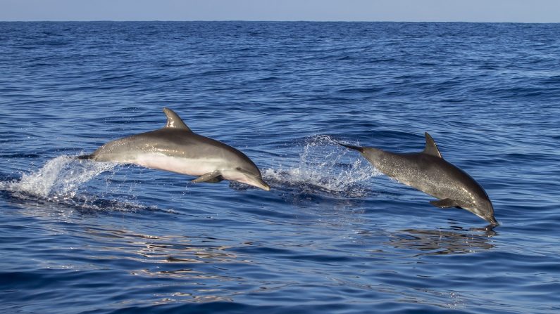 delfines salvan a un perrito que casi se ahoga