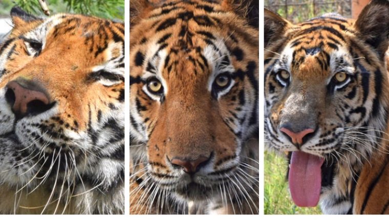 Tigres parten al Santuario Big Cats