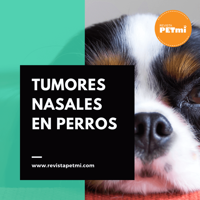 Tumores Nasales en perros (6) (1)