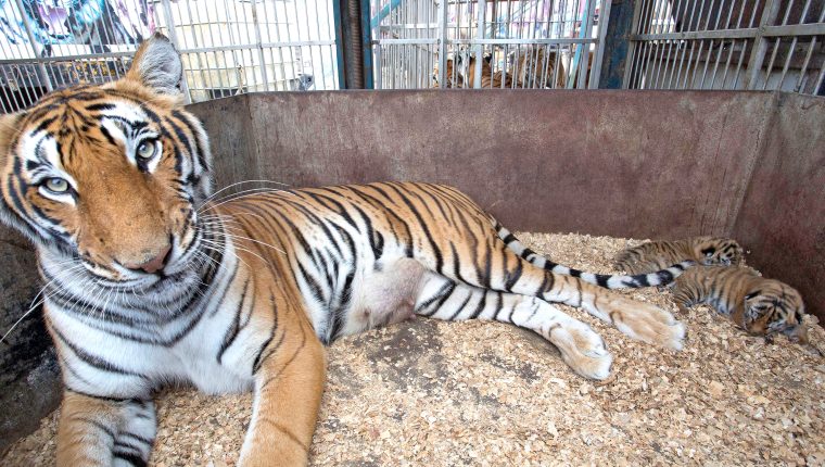 trasladan a 17 tigres y leones a un santuario en sudafrica