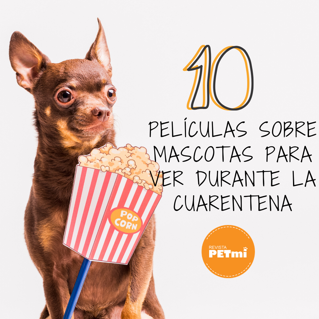 10 Películas sobre mascotas para ver durante la cuarentena en casa