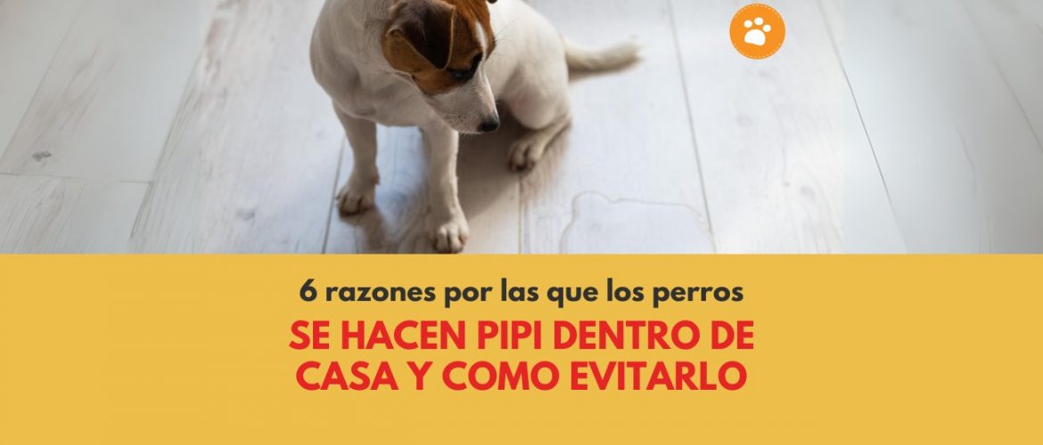 6 razones por las que los perros se hacen pipi dentro de casa y como evitarlo