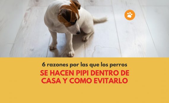 6 razones por las que los perros se hacen pipi dentro de casa y como evitarlo