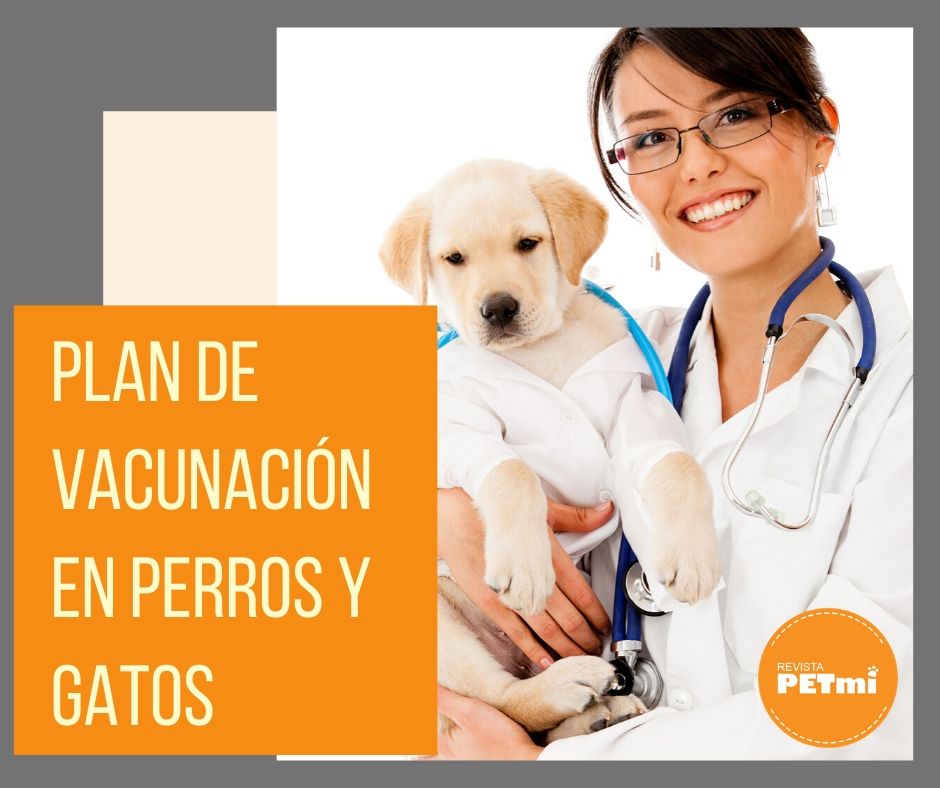 Temporizador nativo Poder Plan de vacunación de perros y gatos