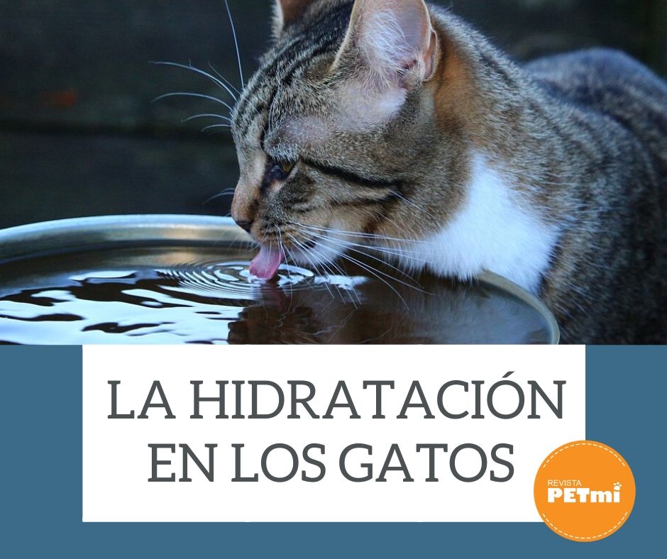 La hidratación en los Gatos