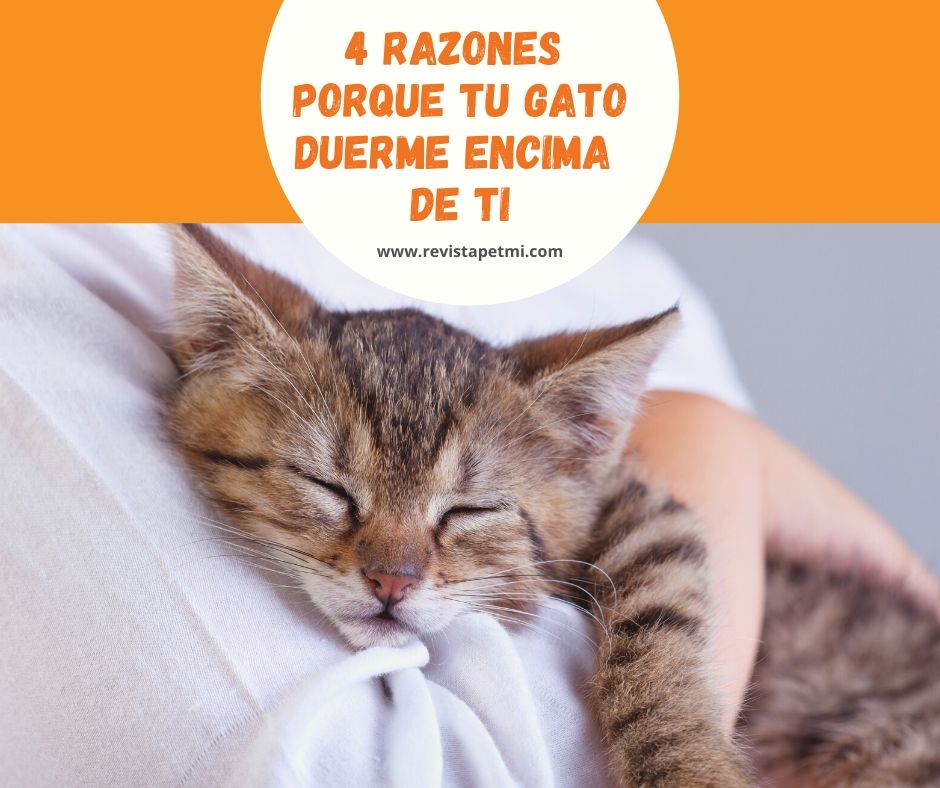 4 razones porque tu gato duerme encima de ti o algun rincon de la casa (1)