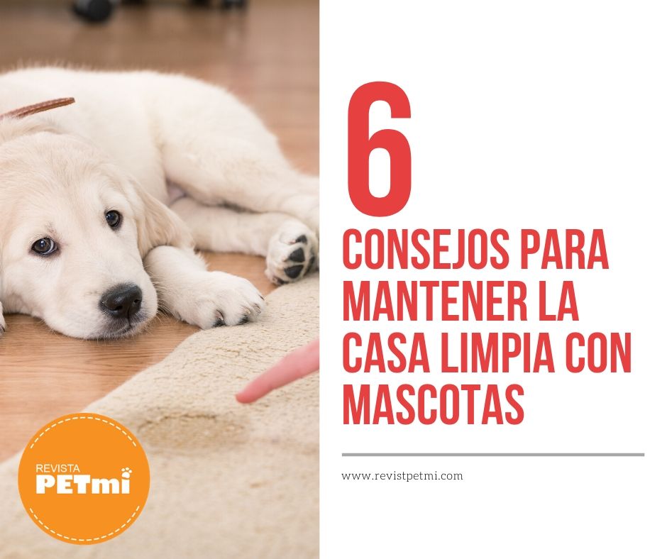 6 consejos para mantener la casa limpia con mascotas (2)