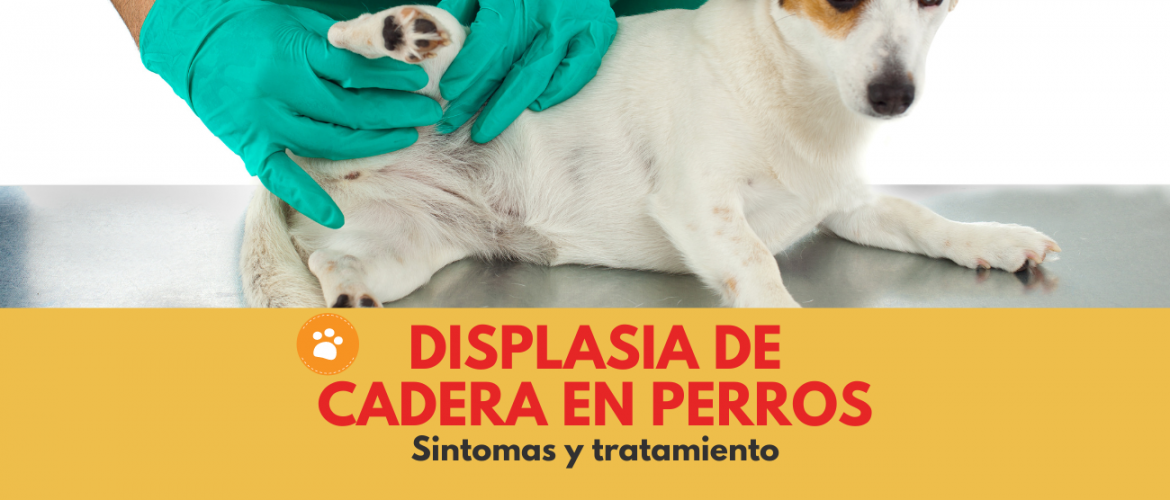 Displasia de cadera en perros