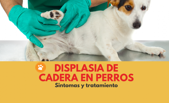 Displasia de cadera en perros