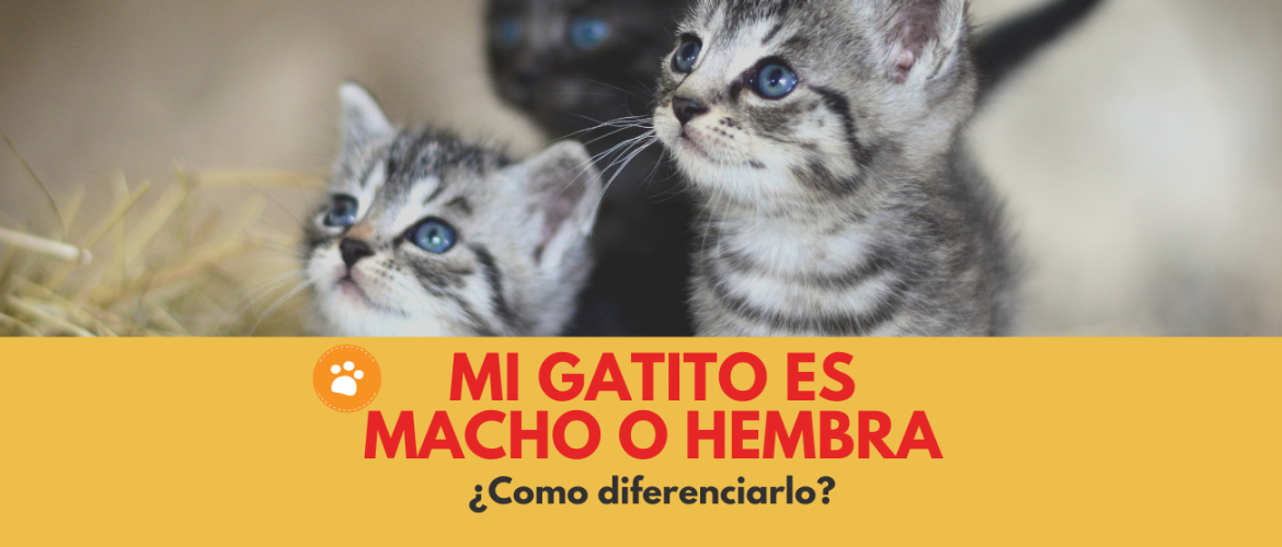 Mi gatito es macho o hembra
