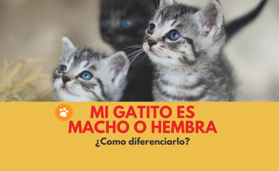 Mi gatito es macho o hembra