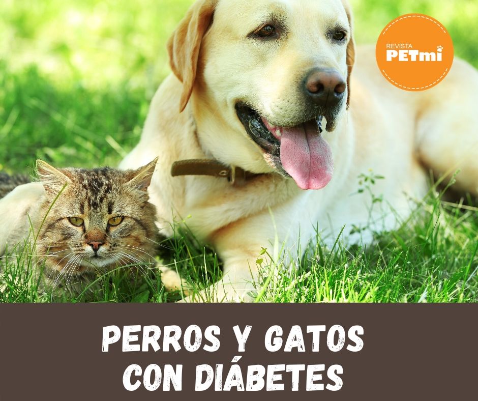 Perros y Gatos con Diábetes