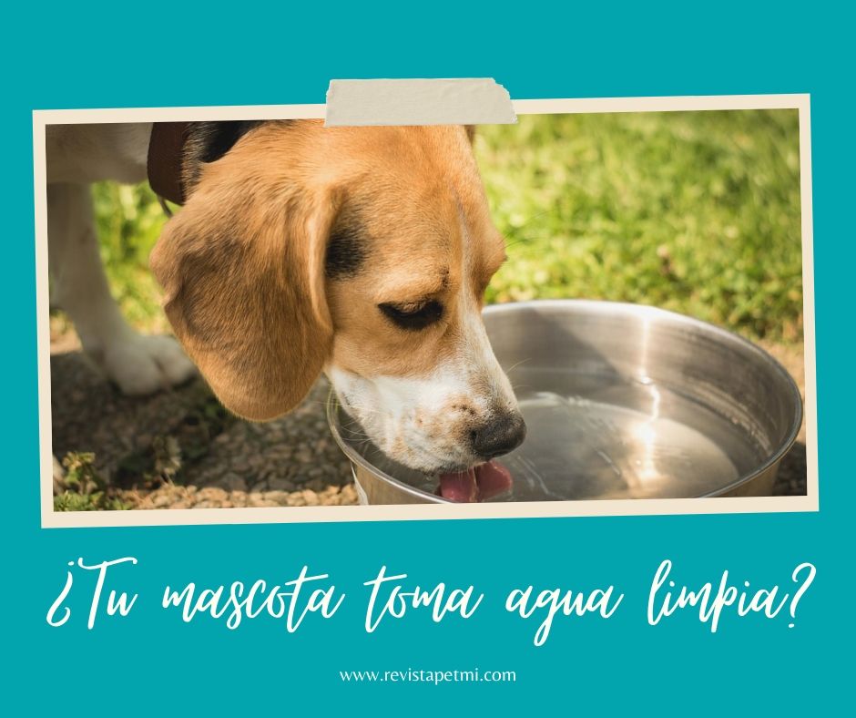 agua limpia para mascotas (1)