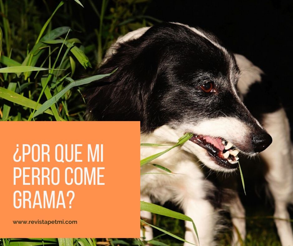 ¿mi perro come grama porque_ medico veterinario (1)