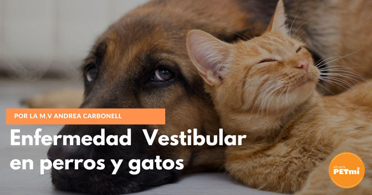 Enfermedad Vestibular en perros y gatos (1)