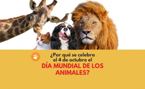 ¿Por qué se celebra el 4 de octubre el Día mundial de los animales