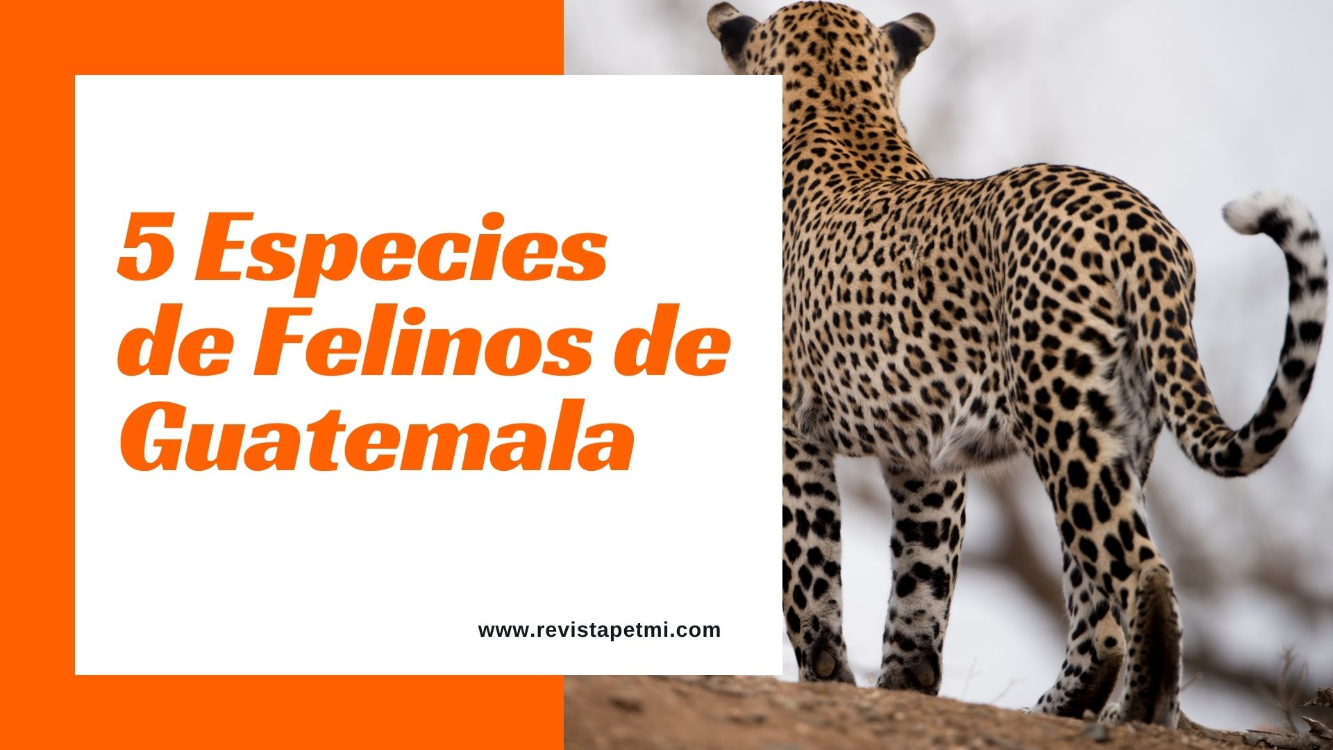 5 Especies de Felinos de Guatemala (1)