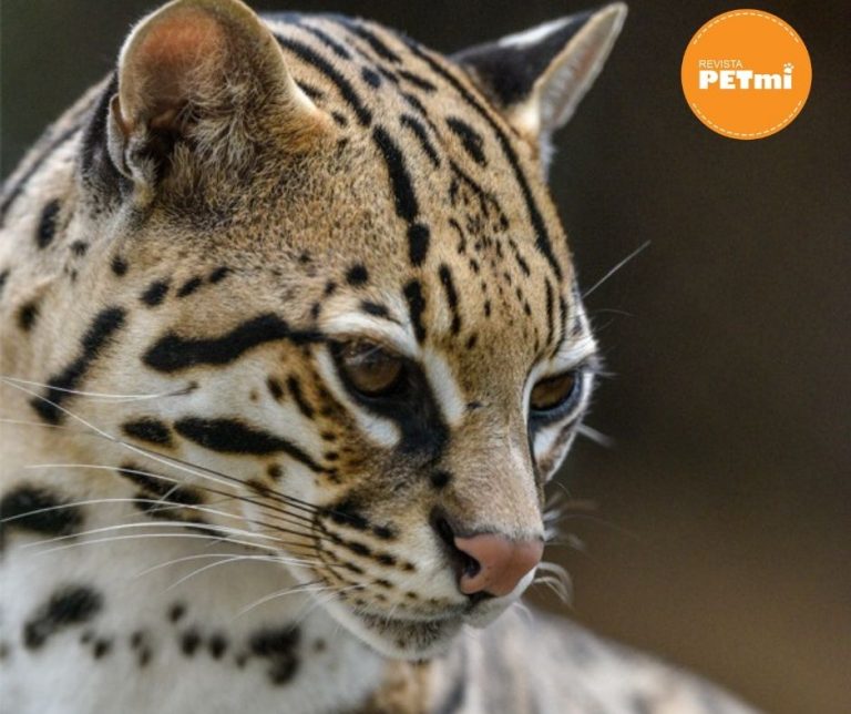 5 especies de felinos de Guatemala (Ocelote) Revista Petmi
