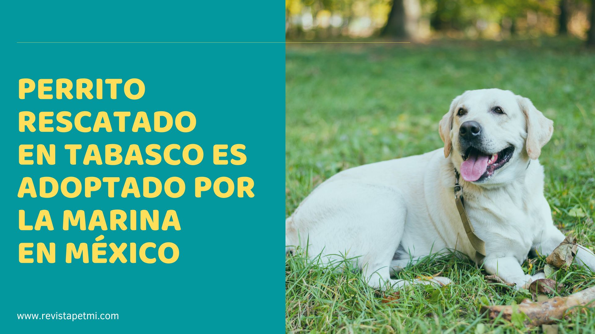 Perrito rescatado en Tabasco, ahora es integrante de la Marina en México