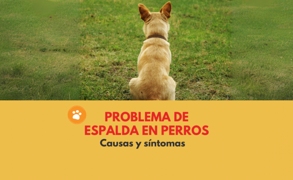 Problema de espalda en perros Causas y síntomas