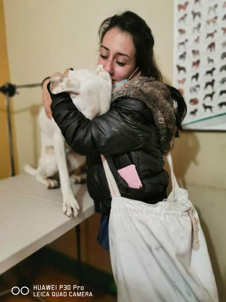 Encuentran a Siena, la perrita que escapó de casa a causa de la pirotecnia en Navidad 1
