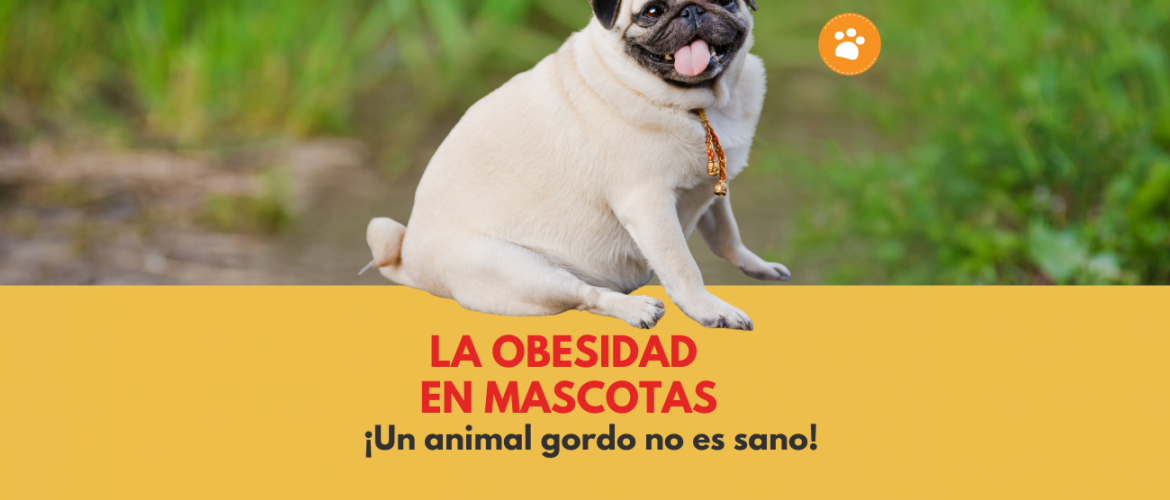 La OBESIDAD en mascotas: un animal gordo no es sano! Edit