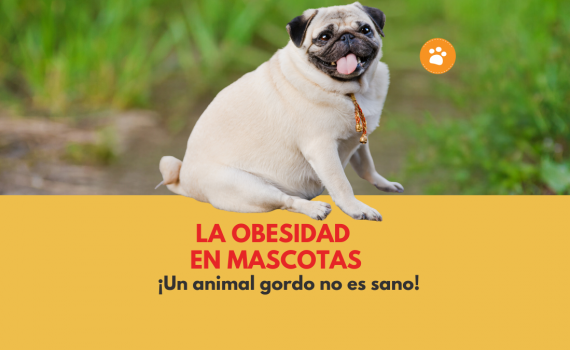 La OBESIDAD en mascotas: un animal gordo no es sano! Edit