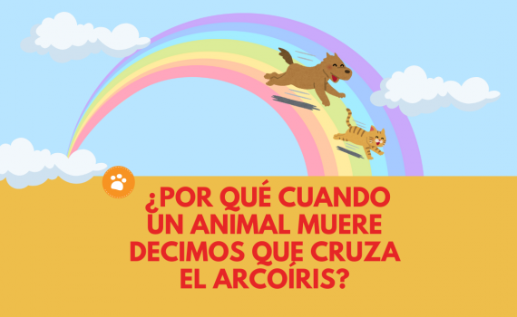 ¿Por qué cuando un animal muere decimos que cruza el arcoíris