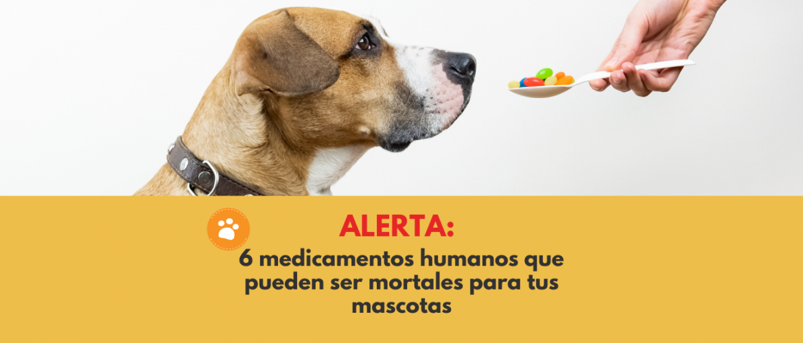 6 Medicamentos Comunes que Son Tóxicos para tu mascota