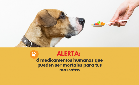 6 Medicamentos Comunes que Son Tóxicos para tu mascota